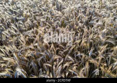 Cereals, field Stock Photo