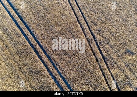 Grain field with traces of agricultural machinery, seen from the air. Stock Photo