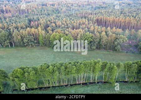 Row of trees from a bird's eye view Stock Photo