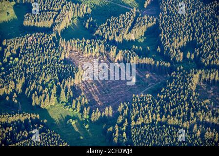 Germany, Saxony-Anhalt, Harz, aisles in the forest, due to the weather conditions and the bark beetle, many conifers are sick. Stock Photo