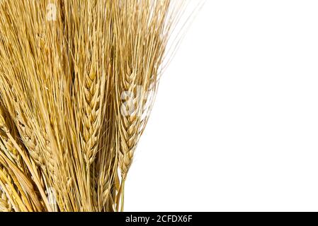 ears of ripe yellow wheat on white background close-up Stock Photo