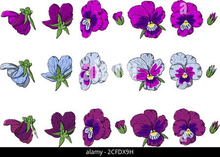 Hand drawn pansy flowers clipart. Stock Vector