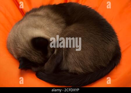 Thai cat sleeps curled up on an orange background. Stock Photo