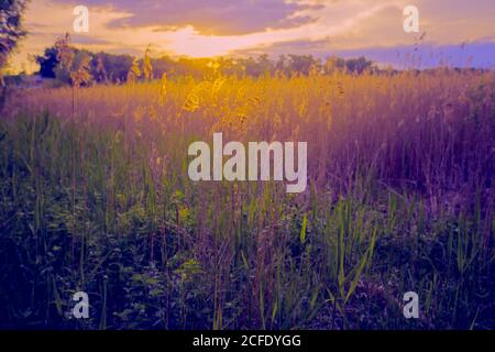 Beautiful landscape. Panorama Fantastic sunset on a summer meadow in purple-yellow tones. Evening nature. Stock Photo