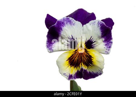 Close-up of pansies on a white background. Stock Photo
