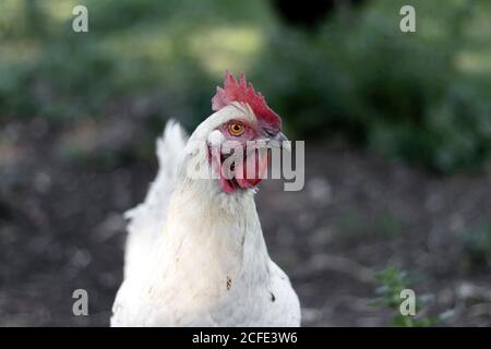 One white chicken Gallus gallus domesticus curious looking at camera domesticated fowl outdoors in ecological animal farm at beautiful sunlight Stock Photo