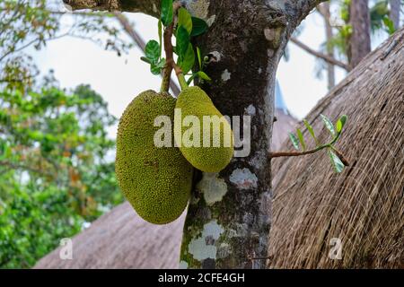 Jackfruit grows in a natural environment on the island of Panay in the Philippines. Stock Photo