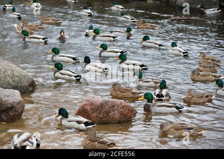 A large number of ducks swim in the pond. Stock Photo