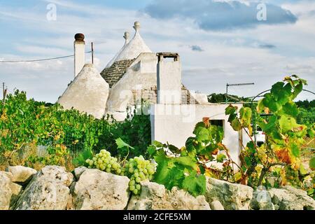 Trulli, traditional Apulian dry stone hut old house with a conical roof in Itria Valley, Puglia, Italy, with vineyard in the countryside Stock Photo