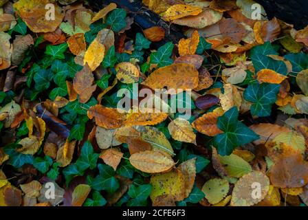 bright multicolored colors of the foliage of the autumn forest Stock Photo