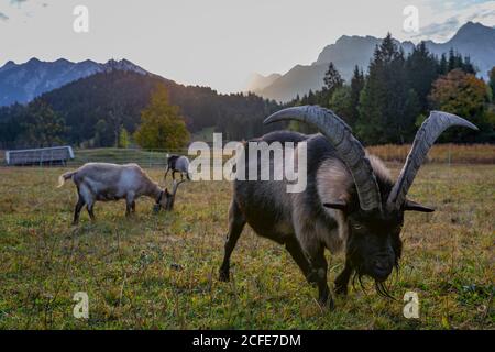 Three goats (a billy goat with distinctive horns) in Gerold at sunrise, in the background the Karwendel Mountains, Bauernstadel, Wiese, Krün, Stock Photo