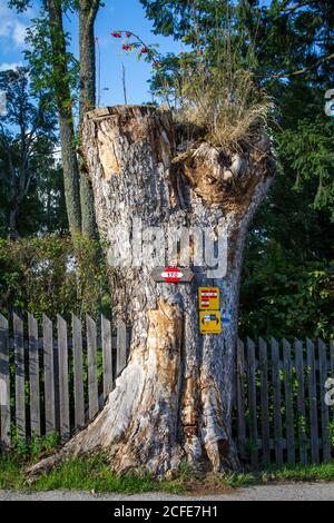 Waymarker on a tree stump - hiking around Karlstift, Waldviertel, Austria Stock Photo