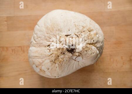A giant puffball, Calvatia gigantea, that was picked in a pasture field and taken for cooking. The picture shows the underside. Great care should alwa Stock Photo