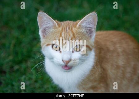 Young red tabby tom-cat meowing Stock Photo