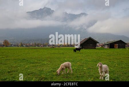 Young white and black sheep, baby sheep, young sheep, lamb, domestic sheep, Ovis gmelini aries, green meadow, Kramer, Bauernstadel, clouds, fog, Stock Photo