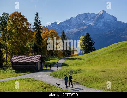 People with dogs hiking on the Eckbauer in autumn, view towards the Wetterstein Mountains with Alpspitze, blue sky, Bauernstadel, trees, hiking Stock Photo