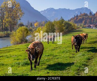 Cows (Murnau-Werdenfelser-Rind) on meadow near Eschenlohe in autumn against Wetterstein Mountains with Alpspitze and Zugspitze, blue sky, trees, Stock Photo