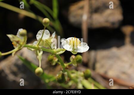 Common Arrowhead, Arrowleaf, Burhead, Wapato, Duck-potato, Broadleaf Arrowhead, wildflowers. Stock Photo