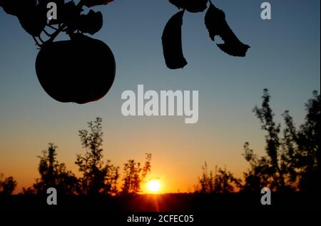 Silhouette of an apple (Malus) the fruit hangs on a branch with several leaves, the yellow sun is setting on the horizon. Germany, Swabian Alb. Stock Photo