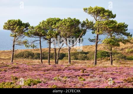 Heather landscape at Cap Erquy in late summer Stock Photo