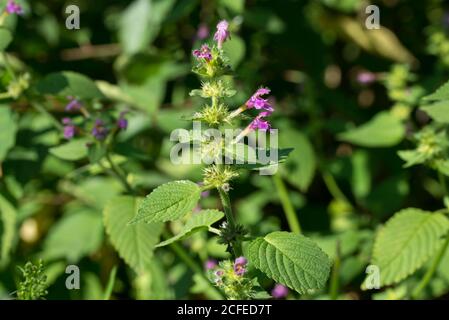 Galeopsis tetrahit,  common hemp-nettle,  brittlestem hempnettle flowers closeup selective focus Stock Photo