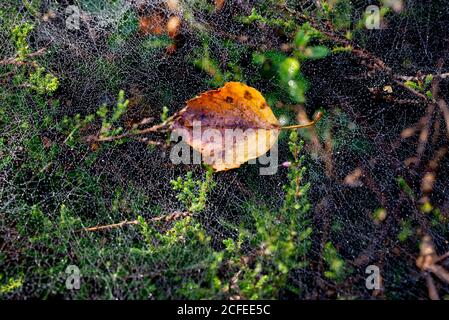 orange birch leaf on cobweb closeup selective focus Stock Photo