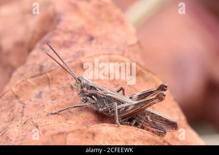 Brown grasshopper sitting on a dry brown leaf Stock Photo