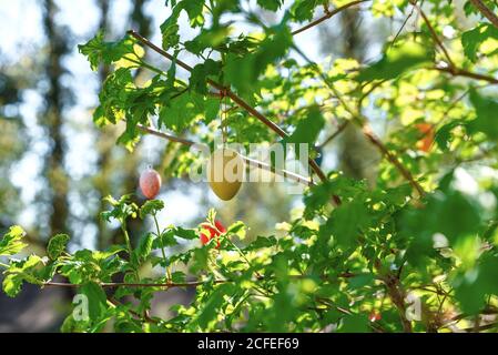 Easter decoration on the bush in the garden, Stock Photo