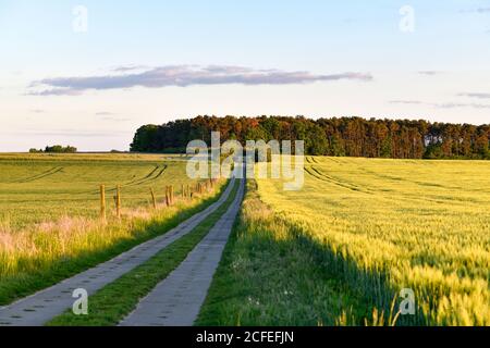 Empty path between 2 grain fields in summer with a small forest on the horizon Stock Photo