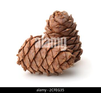 Two ripe pine cones isolated on white Stock Photo