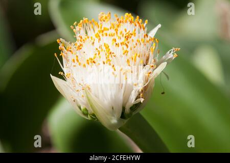 Sydney Australia, close-up of white flower of a Haemanthus albiflos or shaving-brush lily Stock Photo