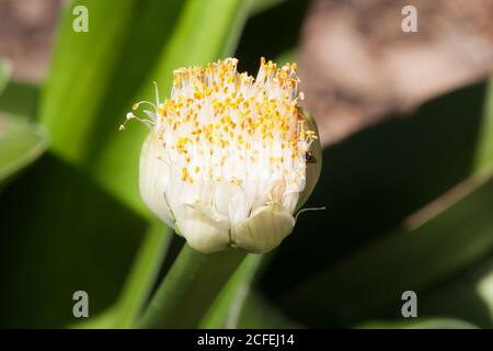 Sydney Australia, white flower of a Haemanthus albiflos or shaving-brush lily in garden Stock Photo