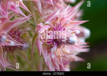 Sydney Australia, close-up of flowers of a Serruria florida or blushing bride bush a native of southern africa Stock Photo