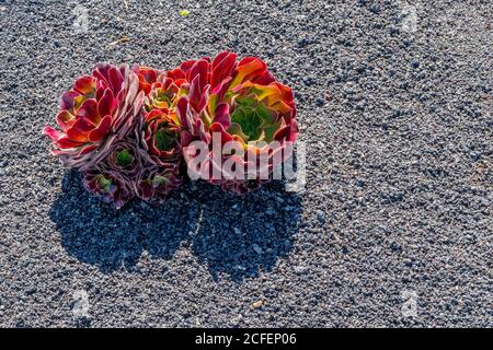 red plant on volcanic terrain on the island of lanzarote, canary islands, spain Stock Photo