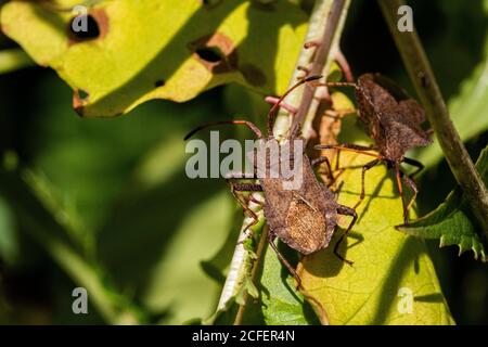 Two Common Green Shield Bugs (Palomena prasina) in Winter Colour on the Woodland Floor. Stock Photo