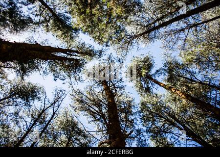 Pine Forest near Ooty pykara tamilnadu India.  Pine Tree Forests boasts of a good collection of orderly planted pine trees Stock Photo