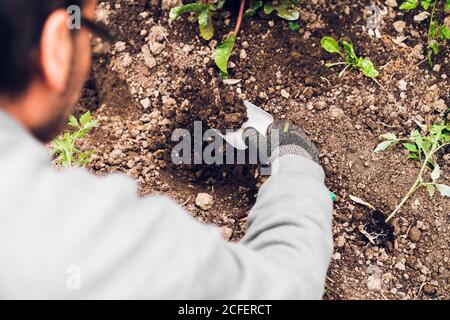 From above of anonymous male gardener in workwear and gloves digging dry soil with trowel before planting tomato seeding in garden Stock Photo