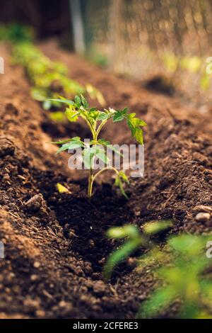 Closeup of small green growing plants of tomatoes freshly planted in cultivated soil in garden in countryside near Stock Photo