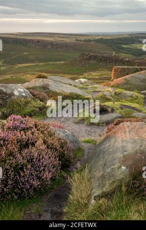 Stunning landscape view of late Summer heather in Peak District around Higger Tor at sunrise Stock Photo