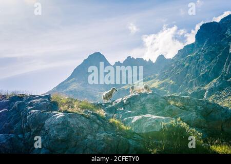 White lambs pasturing on rocky meadows on top of green mountain range in bright sunshine in Switzerland Stock Photo