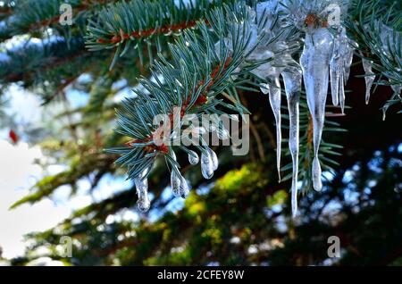 Little drop like Icicles on green Pine Tree branch during Winter in Transylvania. Stock Photo
