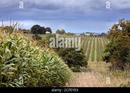 Sweet corn and orchards in South England Stock Photo