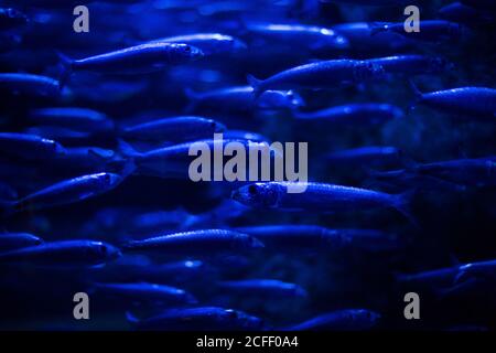 Shoal of fishes in an aquarium, one of them is going the opposite way the others Stock Photo