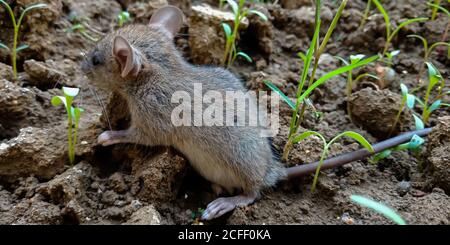 Rat animal isolated on soil background for leadership awareness. Stock Photo