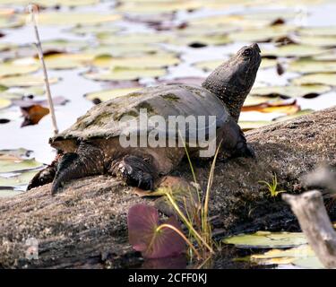 Snapping turtle close-up profile view by the pond displaying its turtle shell, head, eye, nose, mouth, paws, walking on gravel  in its environment and Stock Photo