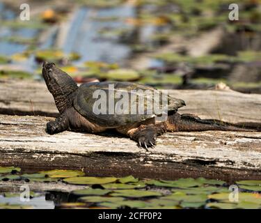 Snapping turtle close-up profile view by the pond displaying its turtle shell, head, eye, nose, mouth, paws, walking on gravel  in its environment and Stock Photo