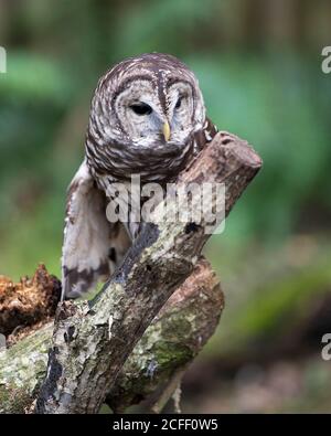 Owl close-up profile view, perched on a branch displaying brown feather plumage with a blur background in its environment and habitat. Stock Photo