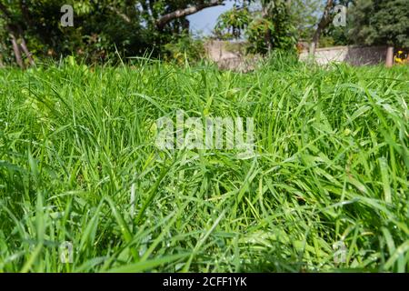 Dew on untidy patch of long uncut grass in a garden. Dewy slightly damp grass. Stock Photo