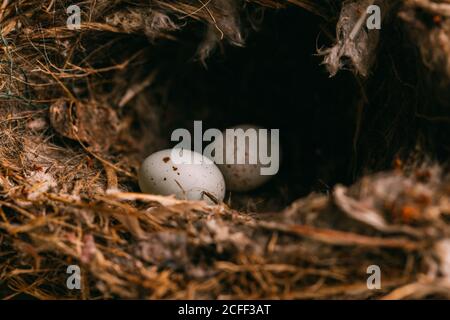From above nest with small bird eggs placed on branches of thin conifer tree in forest Stock Photo