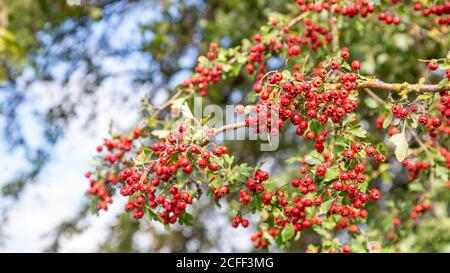 Red Hawthorn beries on a tree in front of a blue clouded sky Stock Photo